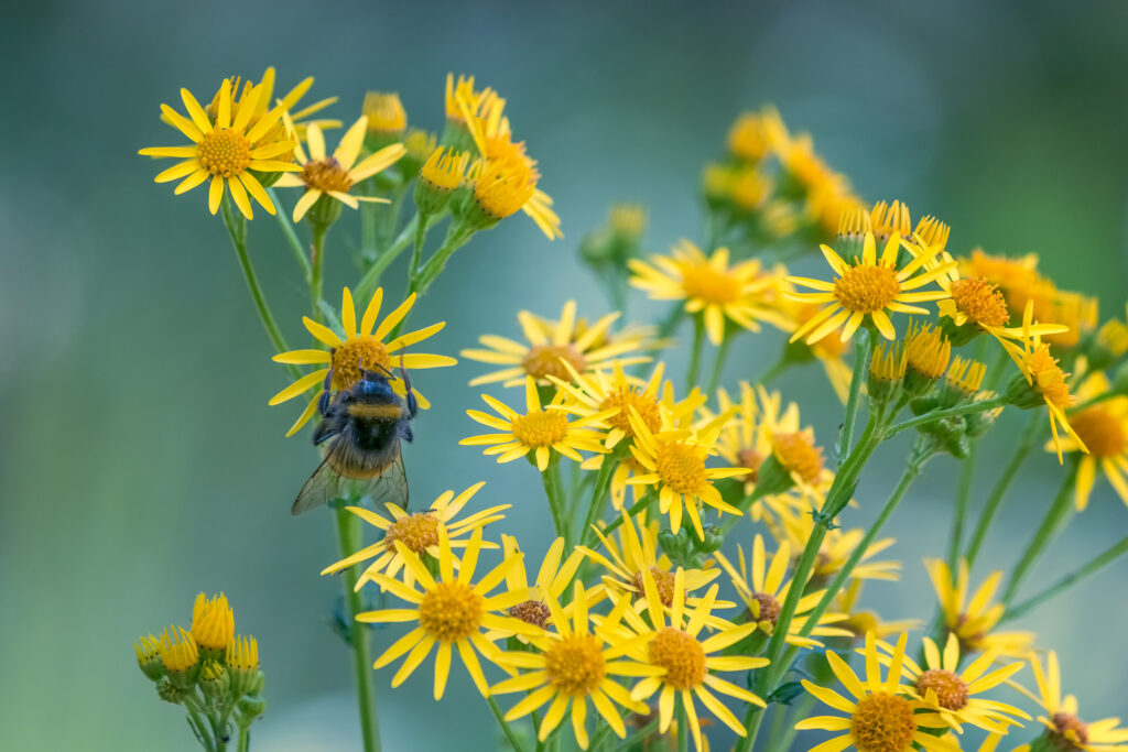 Hommel