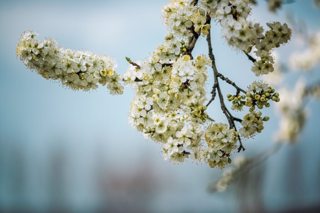 Lente