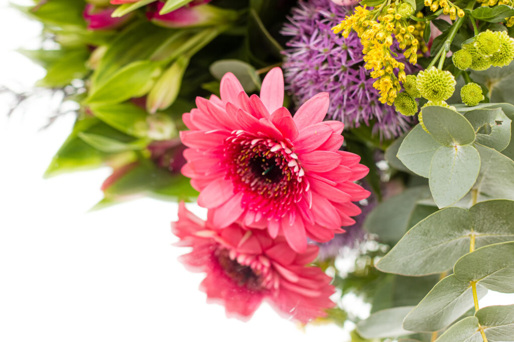 Gerbera