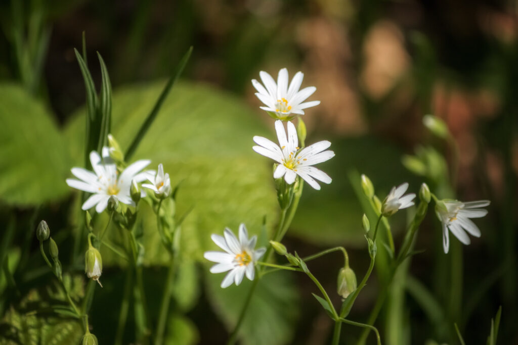 Witte bloempjes