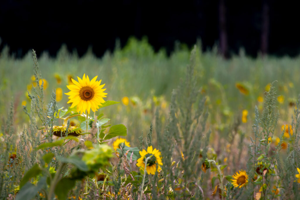 Zonnebloem