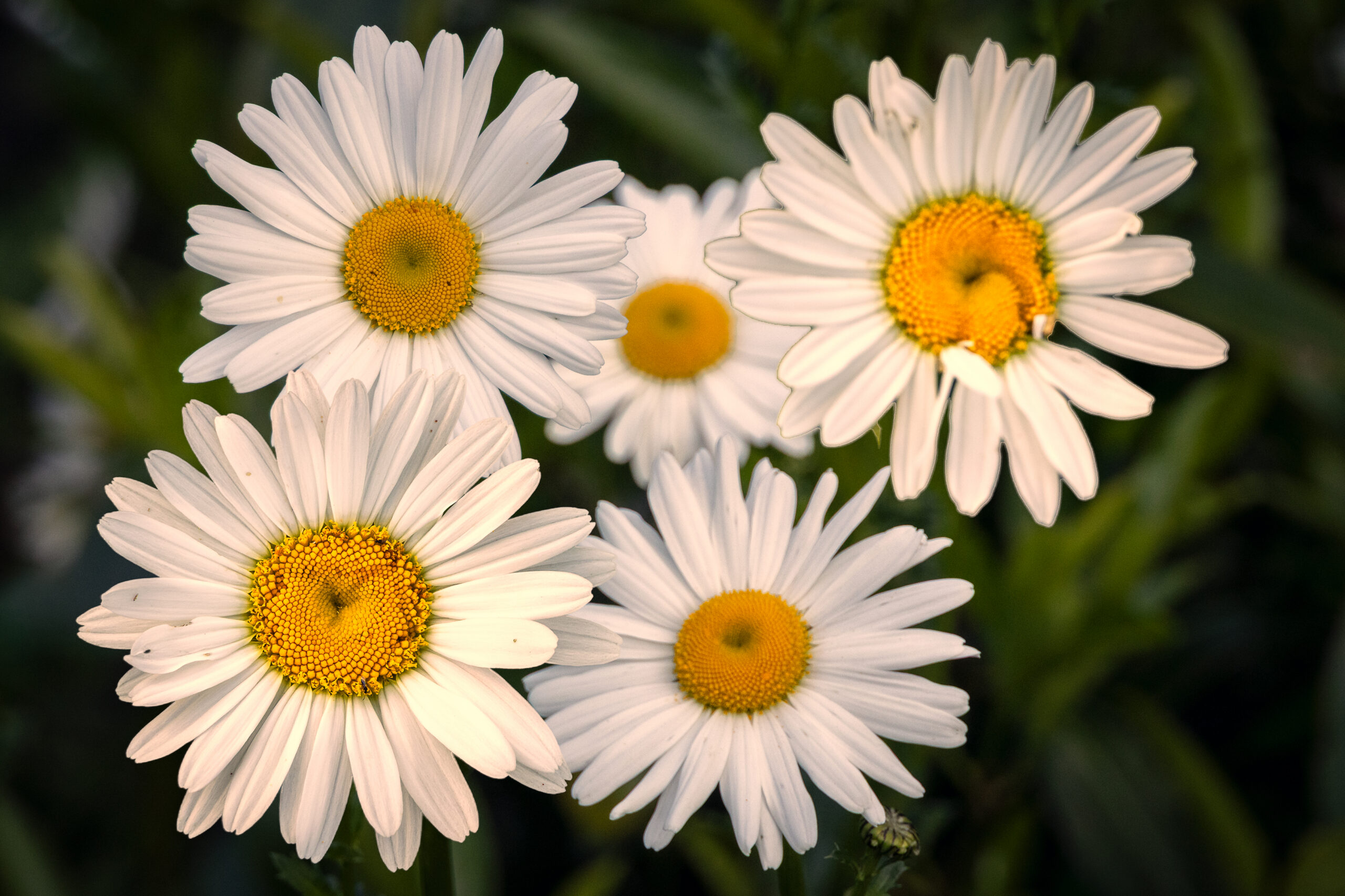 Margrieten