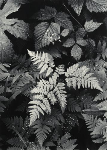 Varens en dichtbegroeide bosgrond door Ansel Adams