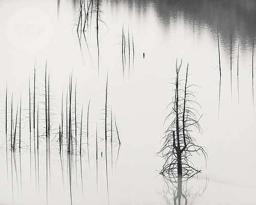 Verdronken boomstammen in mistig water door Ansel Adams