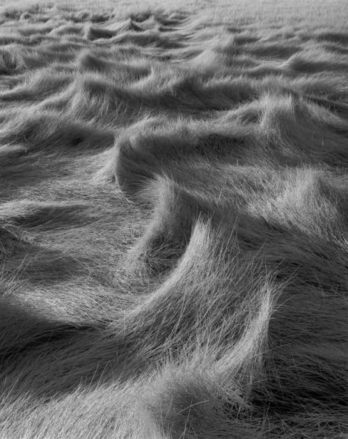 Golvende patronen in gras door Ansel Adams