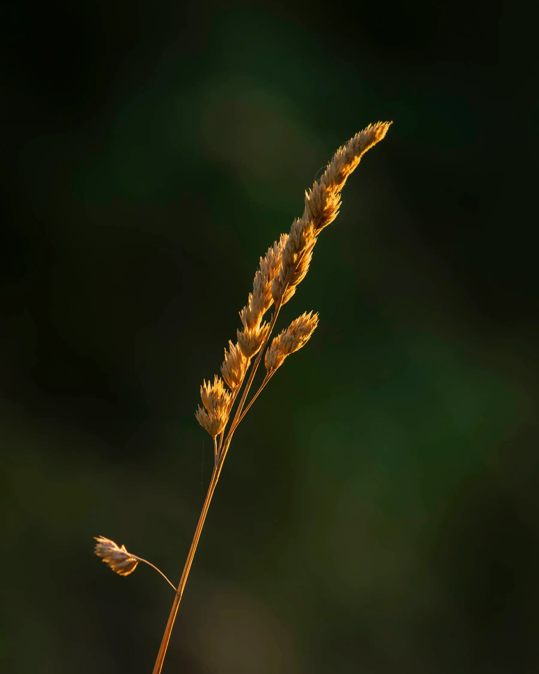 Grasaar in het gouden zonlicht bij de Tungelroyse Beek