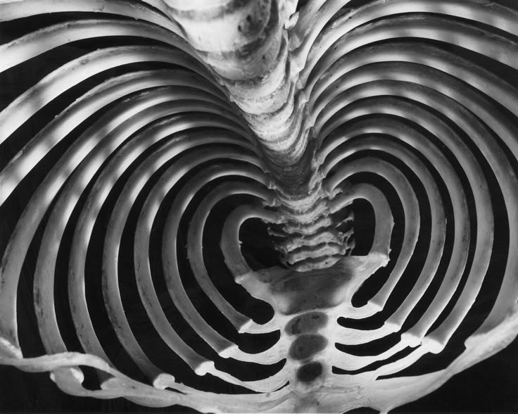 Het skelet van een Gaboon adder gefotografeerd door Andreas Feininger