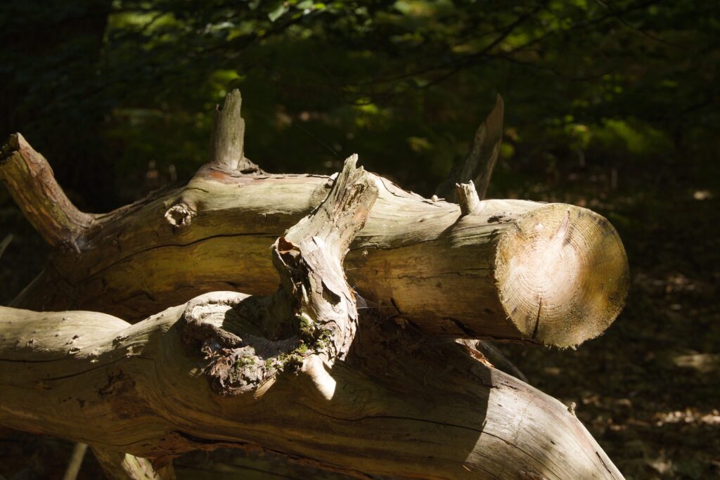 Omgevallen boomstam in het zonlicht in het bos