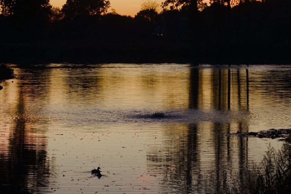 Silhouet bomen aan het water bij zonsondergang, eend op het Kerreven in Heythuysen