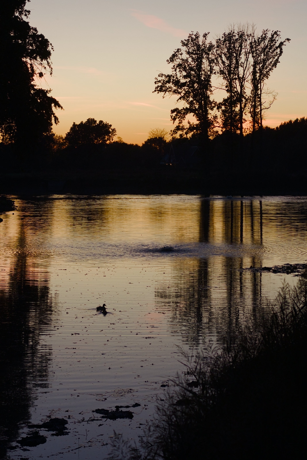 Silhouet bomen aan het water bij zonsondergang, eend op het Kerreven in Heythuysen
