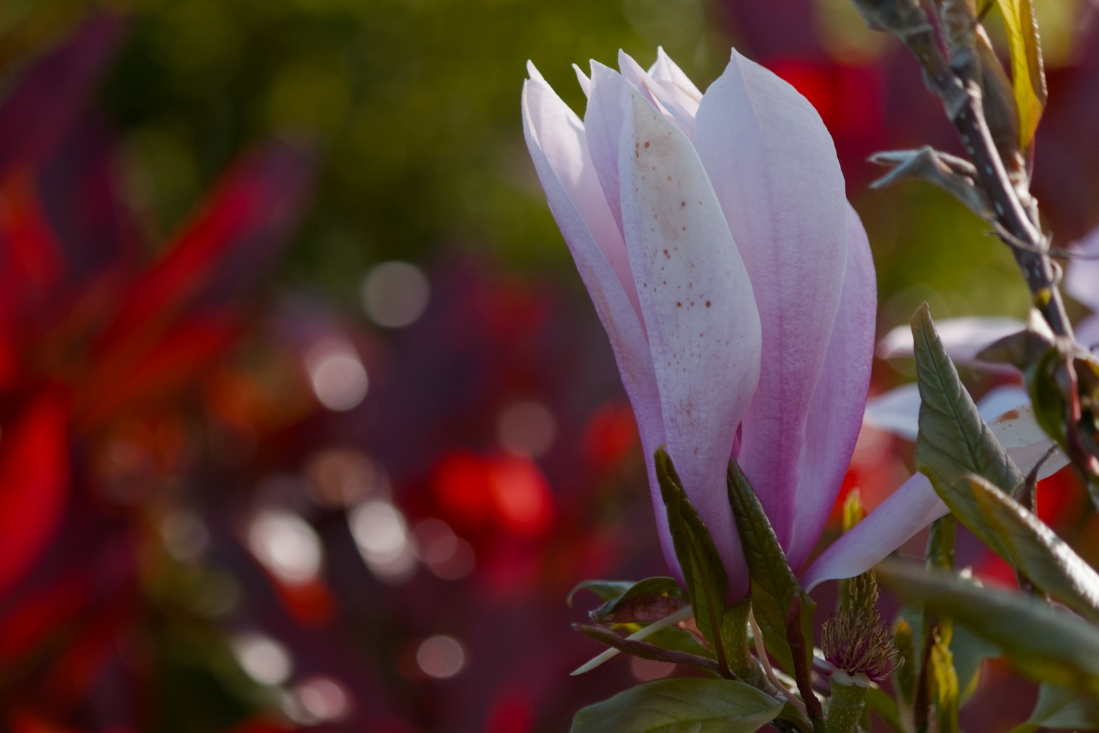 Magnolia langs het Limespad