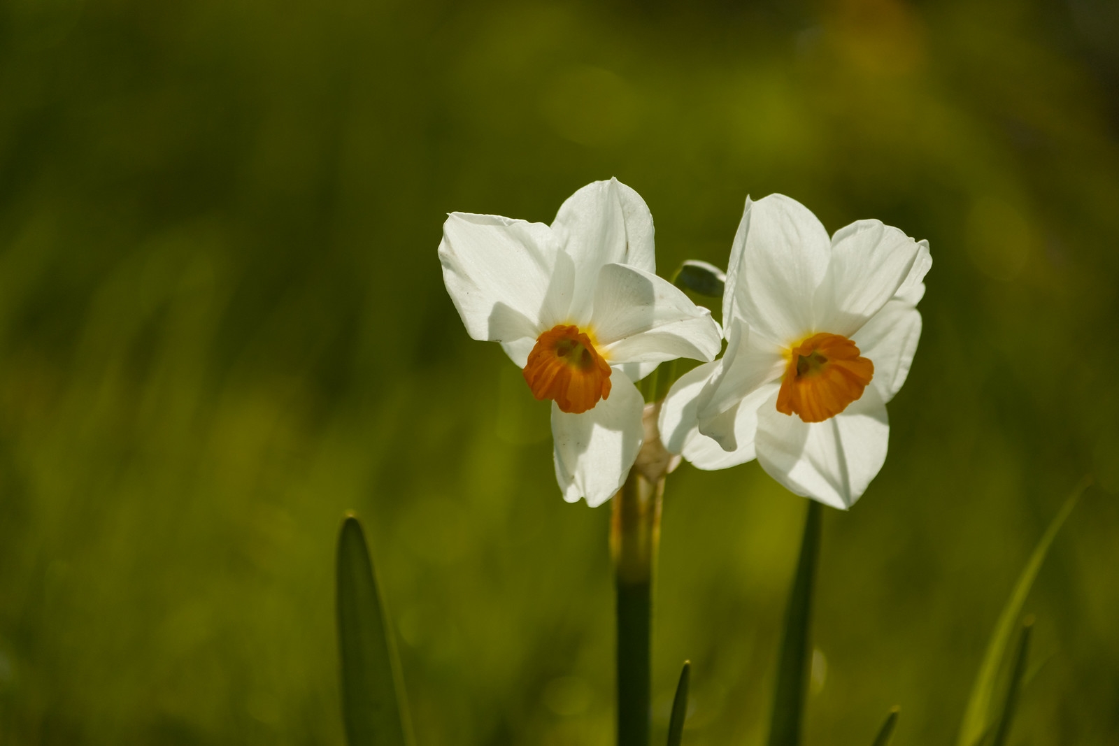 Narcissen langs het Limespad